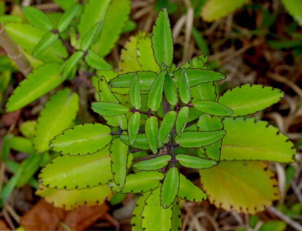Bryophyllum Pinnatum Plant (Ranakalli)