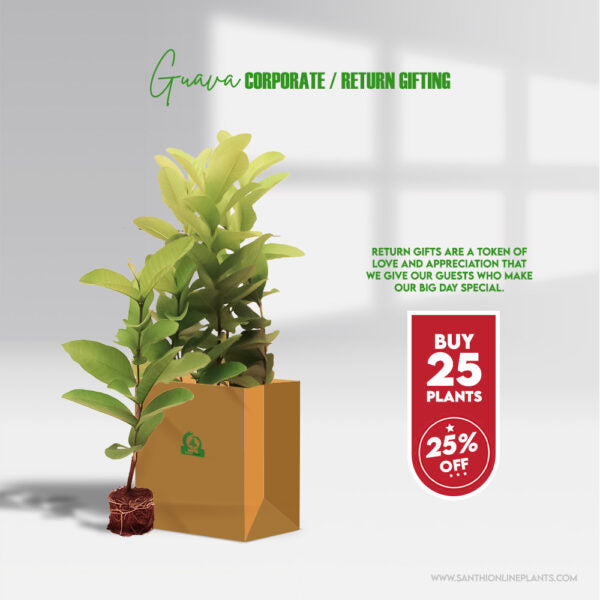Well Grown Perfect Guava Plant – Corporate Gifts