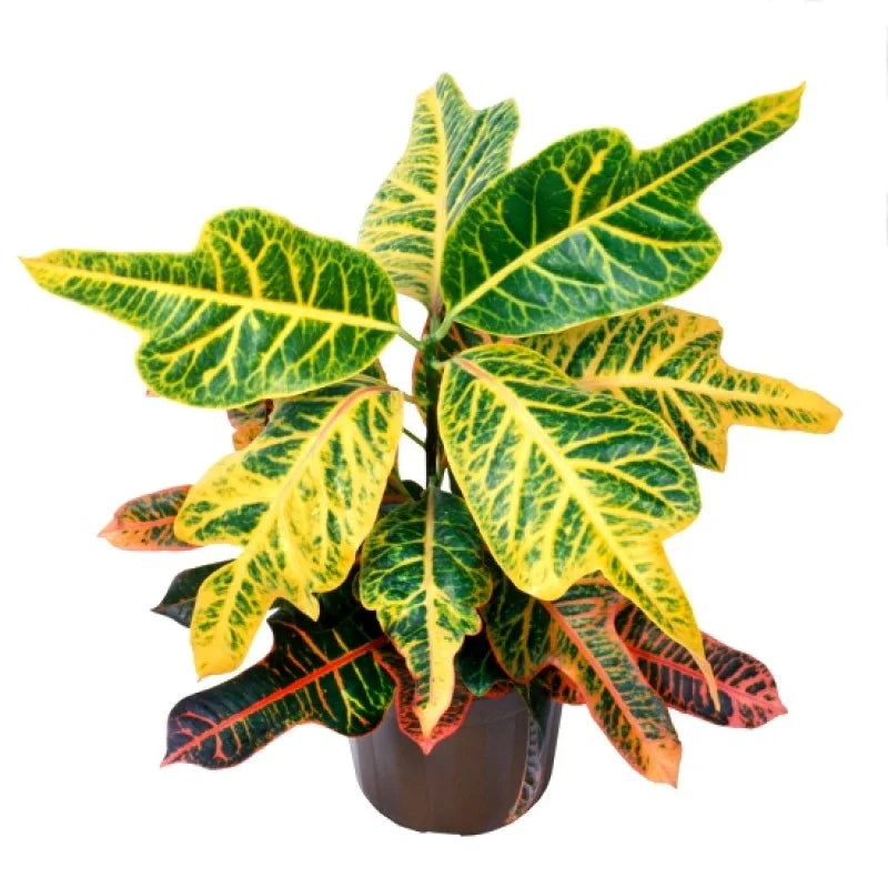 Duck foot plant – Santhi Online Plants