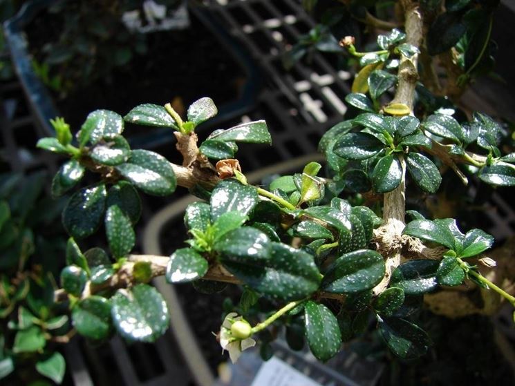 Carmona Microphylla -Fukien Tea Croton – Santhi Online Plants