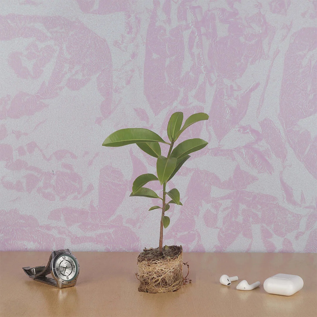 Chiku Plant (Sapota)