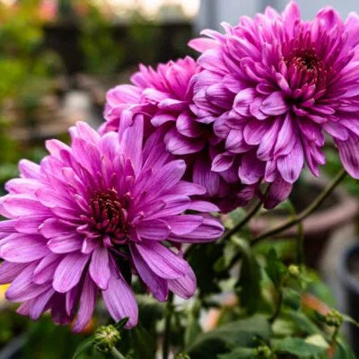 sevanthi flower seeds Chrysanthemum Sevanthi-'Purple' – Santhi Online Plants