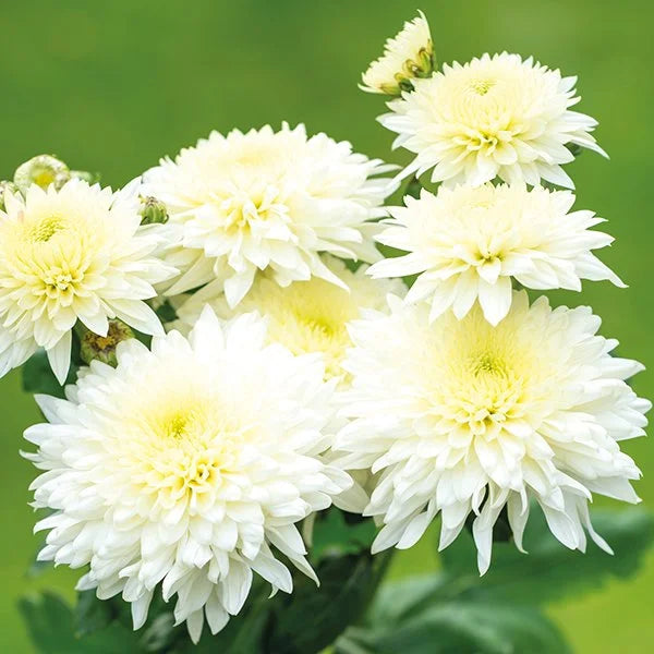 sevanthi flower seeds Chrysanthemum Sevanthi-'Scent White' – Santhi Online Plants