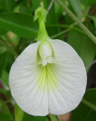 Clitoria Sangu Poo White Seeds