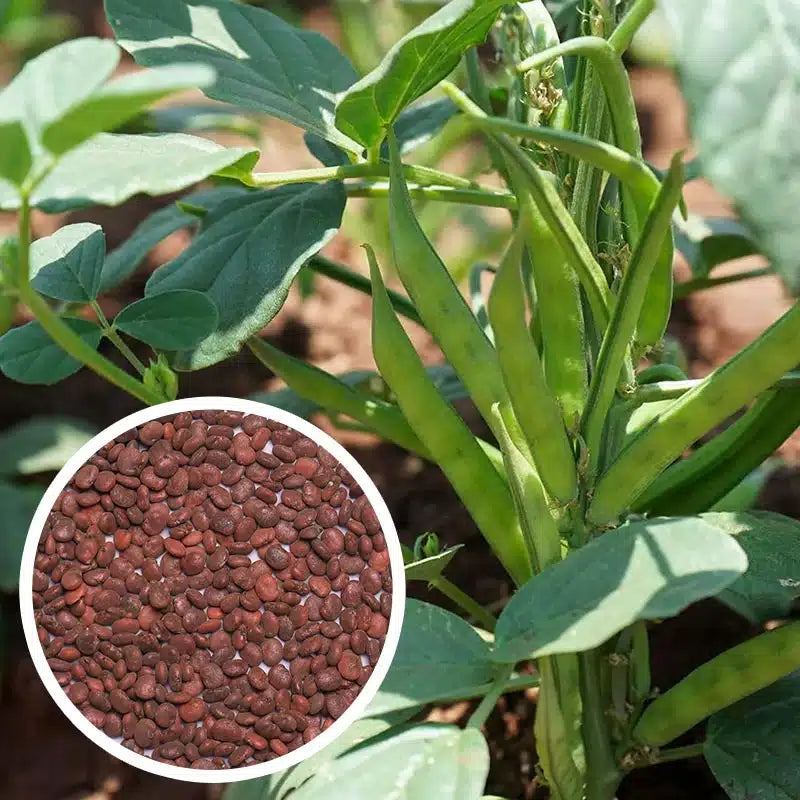 cluster beans plant in pot Cluster Bean Seeds – Santhi Online Plants