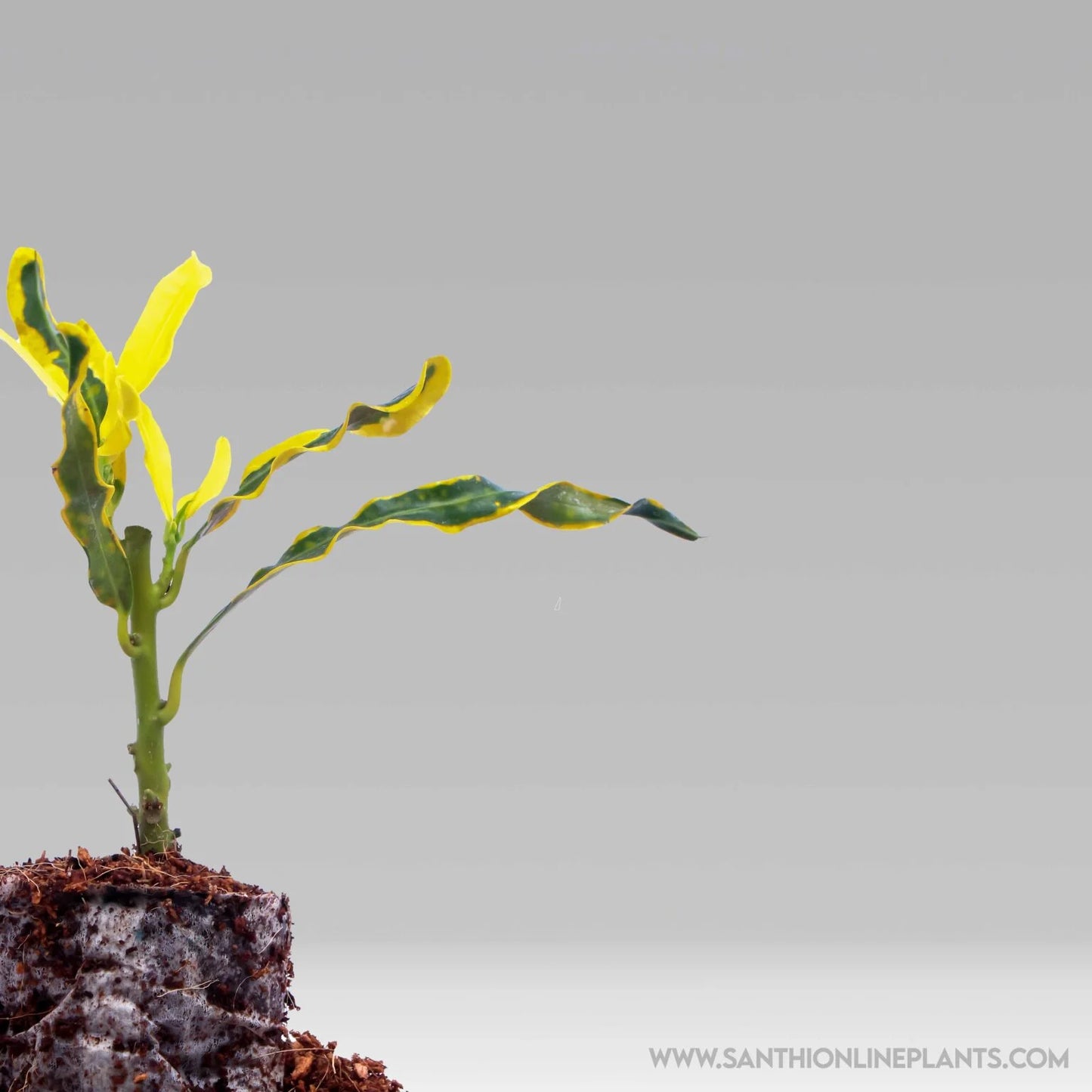 Codiaeum Variegatum’Yellow Mamey’