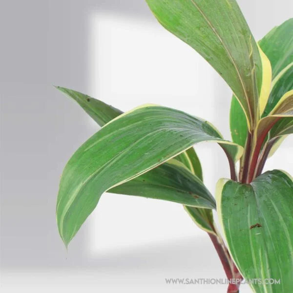 Cordyline ‘Chocolate Queen’