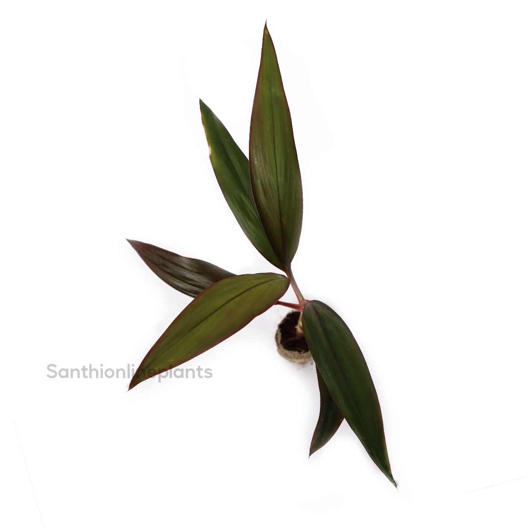 Cordyline fruitcosa Inscripta