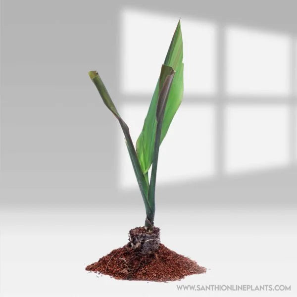 Cordyline fruticosa’Baby Doll Ti Plant’