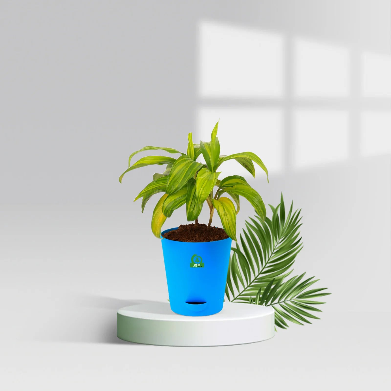 lua pot plant Cordyline LemonLime Pot Plant – Santhi Online Plants