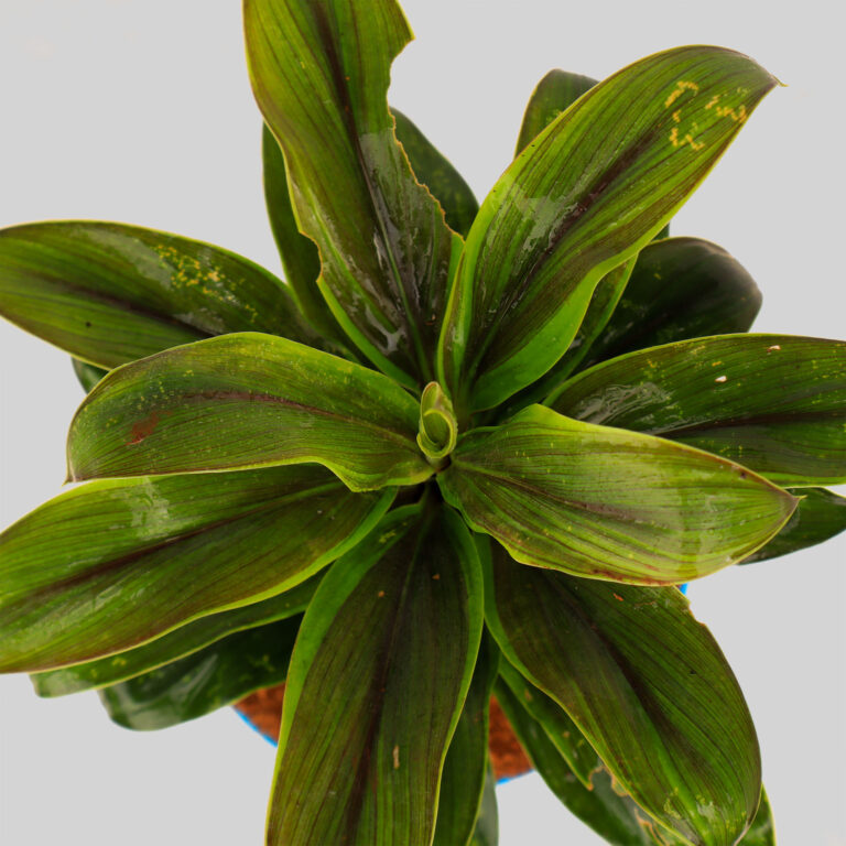 Cordyline ‘Cameroon’ Pot Plant