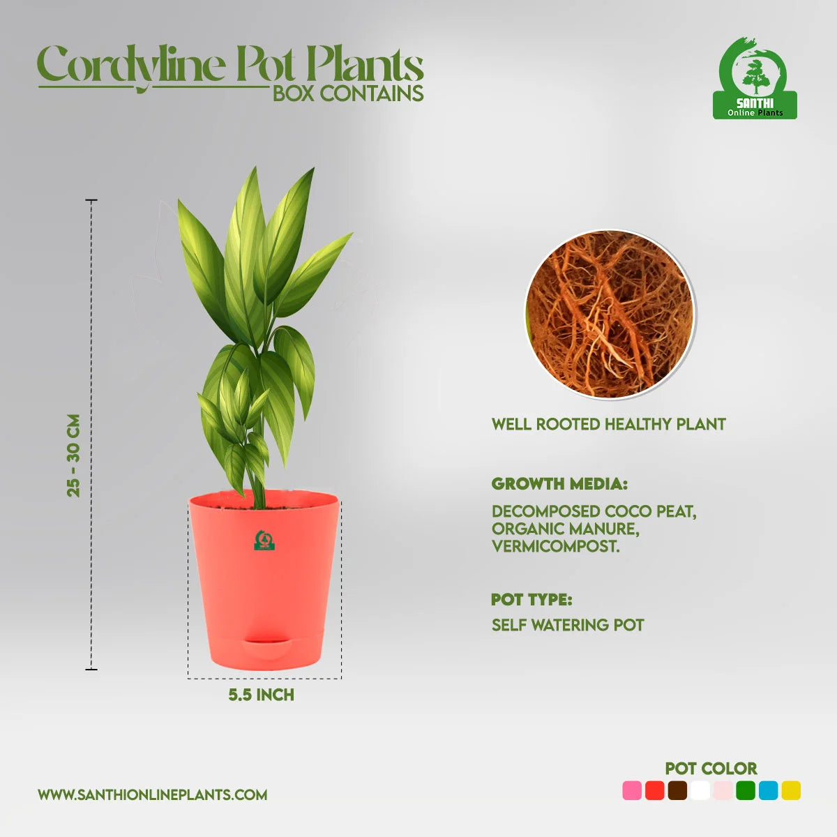 Cordyline Pink Diamond Pot Plant