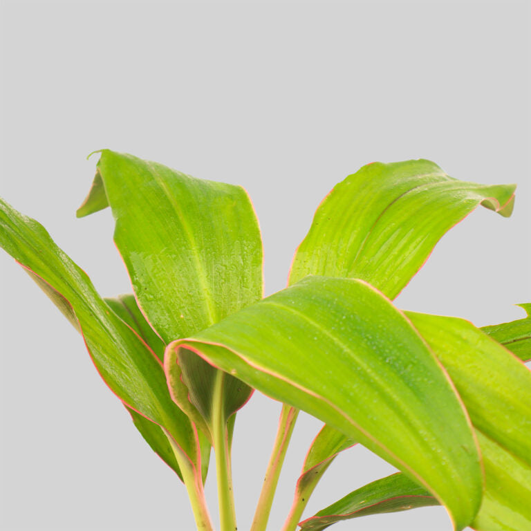 Cordyline congesta Pot Plant