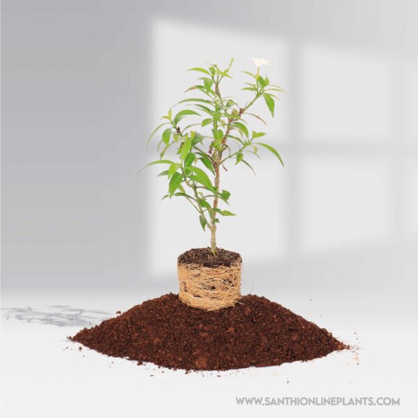 Crape Jasmine mini ( NanthiyaVattai )