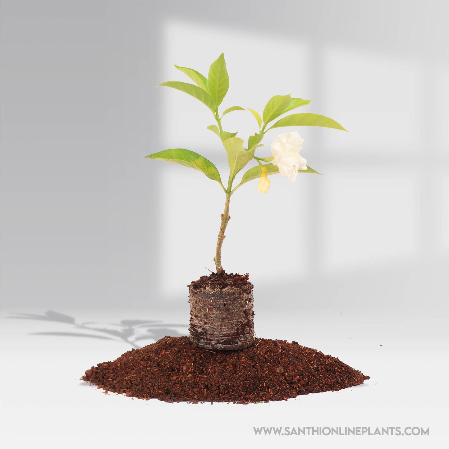 Crape jasmine Double Chandni