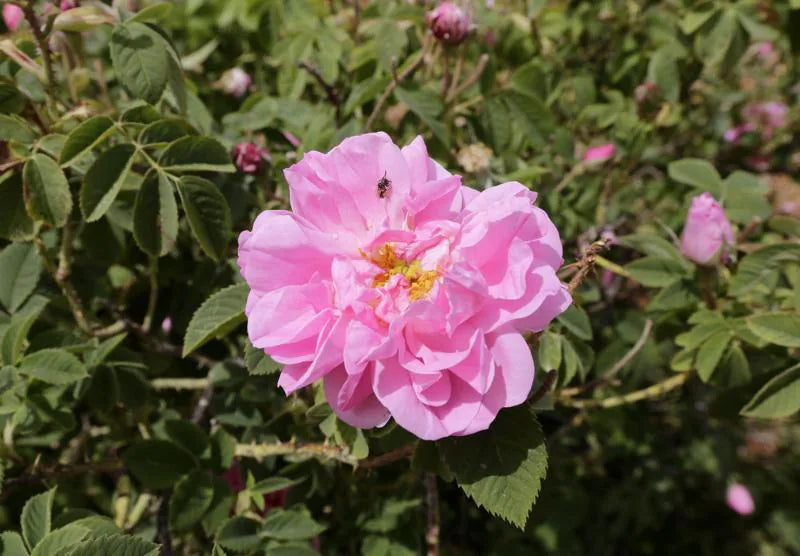 damask rose seeds for sale Damask Rose-Paneer Rose Plant – Santhi Online Plants