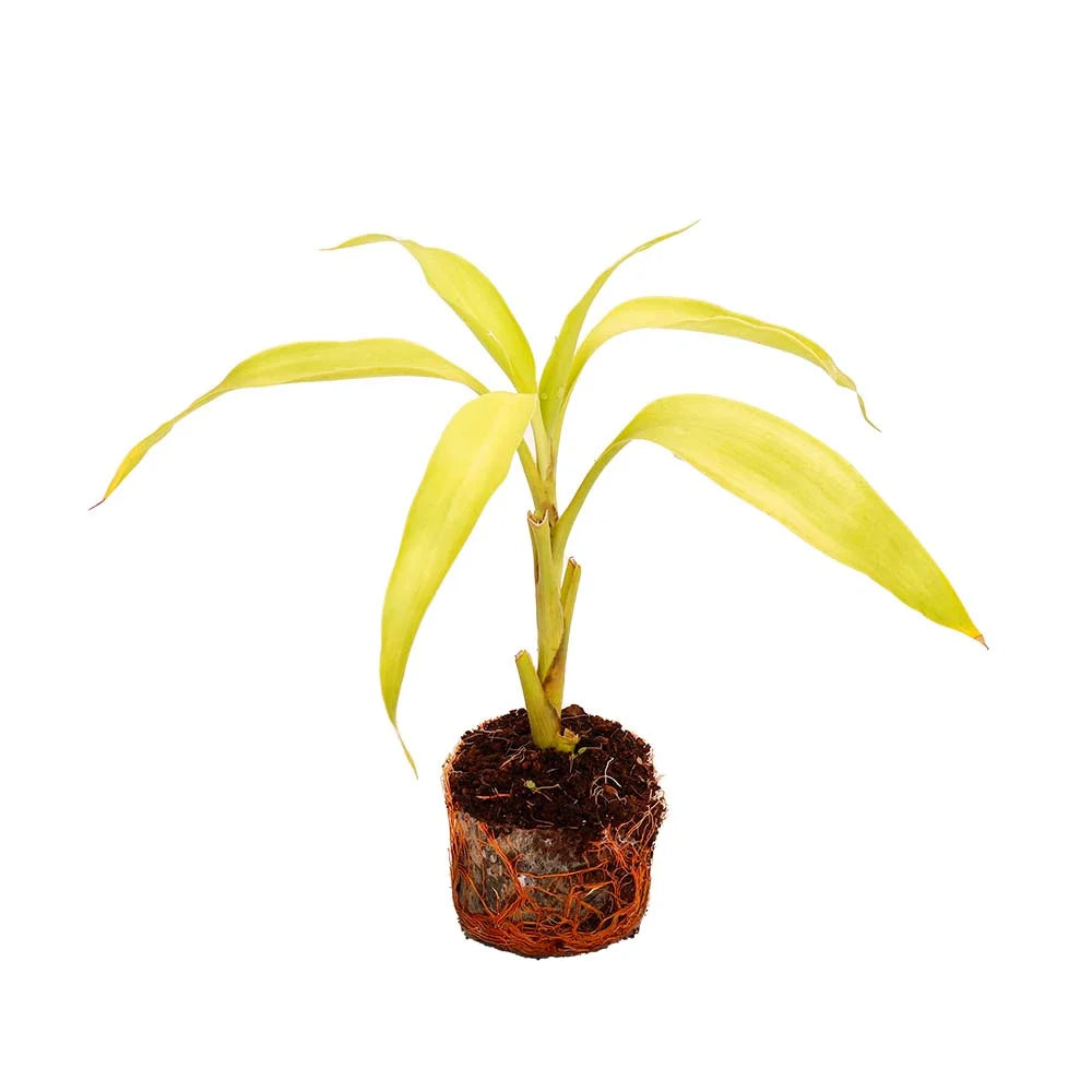 Dracaena Sanderiana-Lime Color – Santhi Online Plants