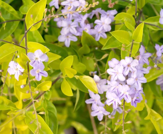 Duranta erecta-Golden Dewdrop