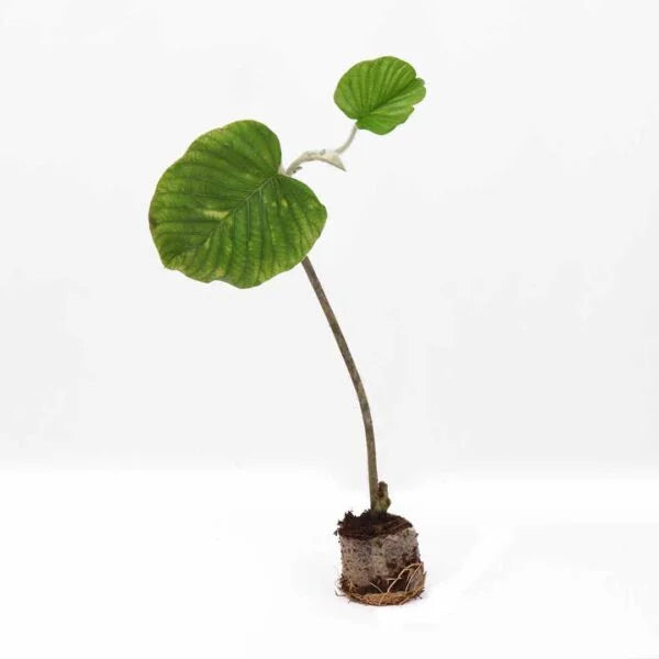 Elephant Creeper plant