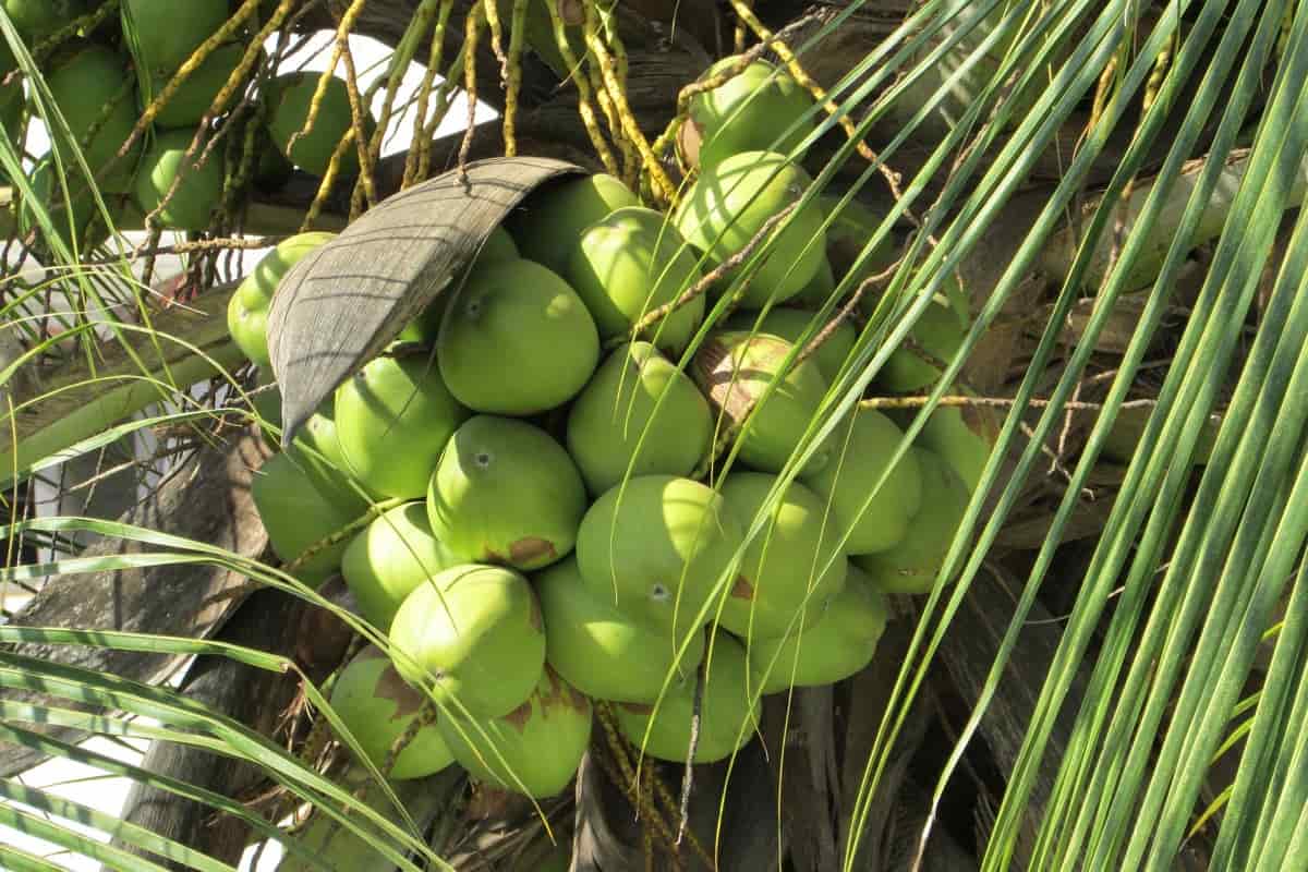 Excellent Coconut Bio mix ( SOP- Coconut booster) – Coconut tree fertilizer