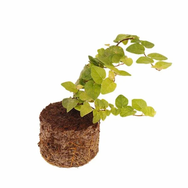 Ficus Pumila-Creeping Fig