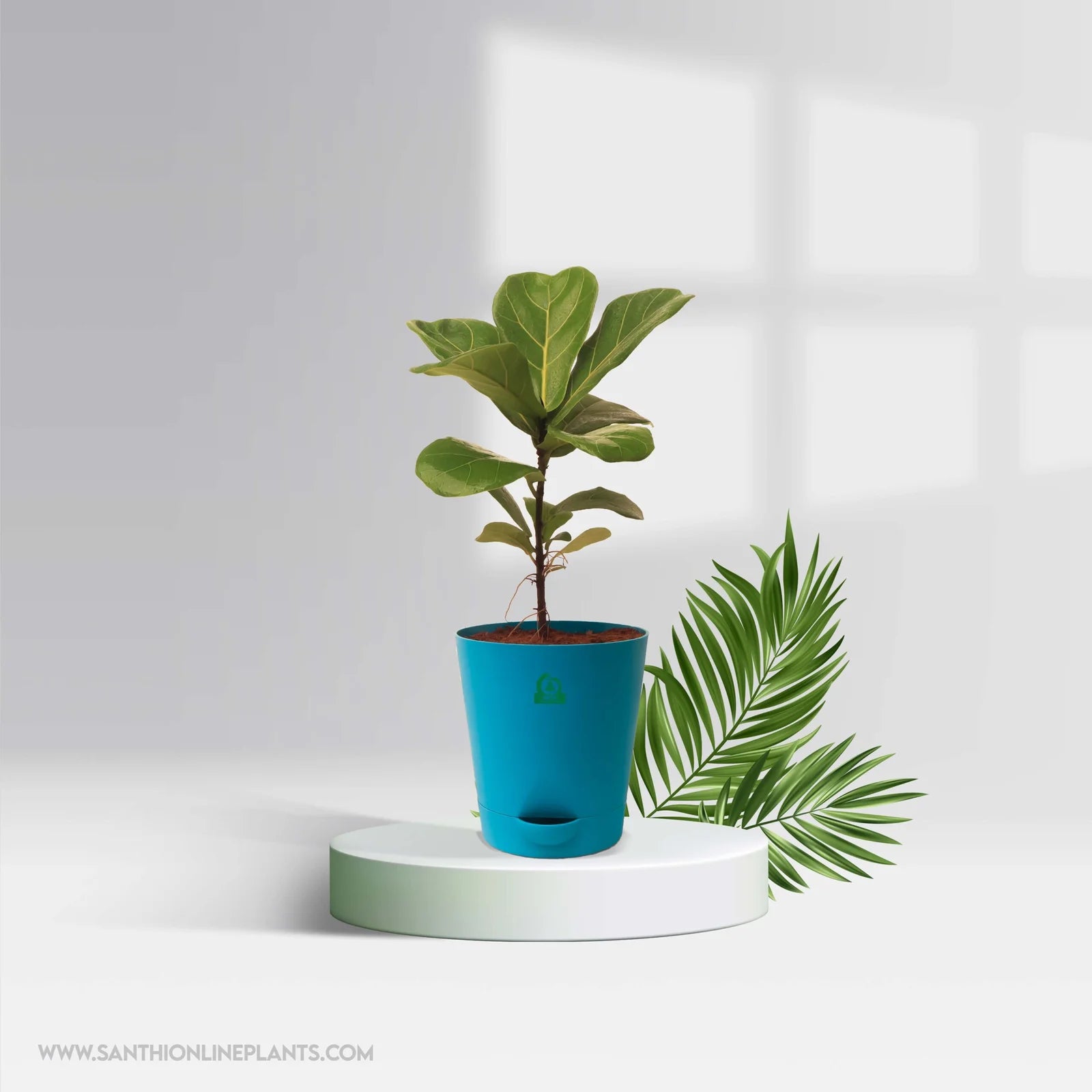 fiddle leaf fig self watering pot Ficus lyrata – Fiddle-leaf fig Pot Plant – Santhi Online Plants