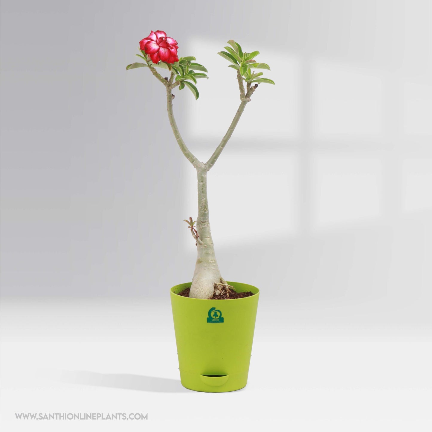 Four Adenium Bonsai Plants combo