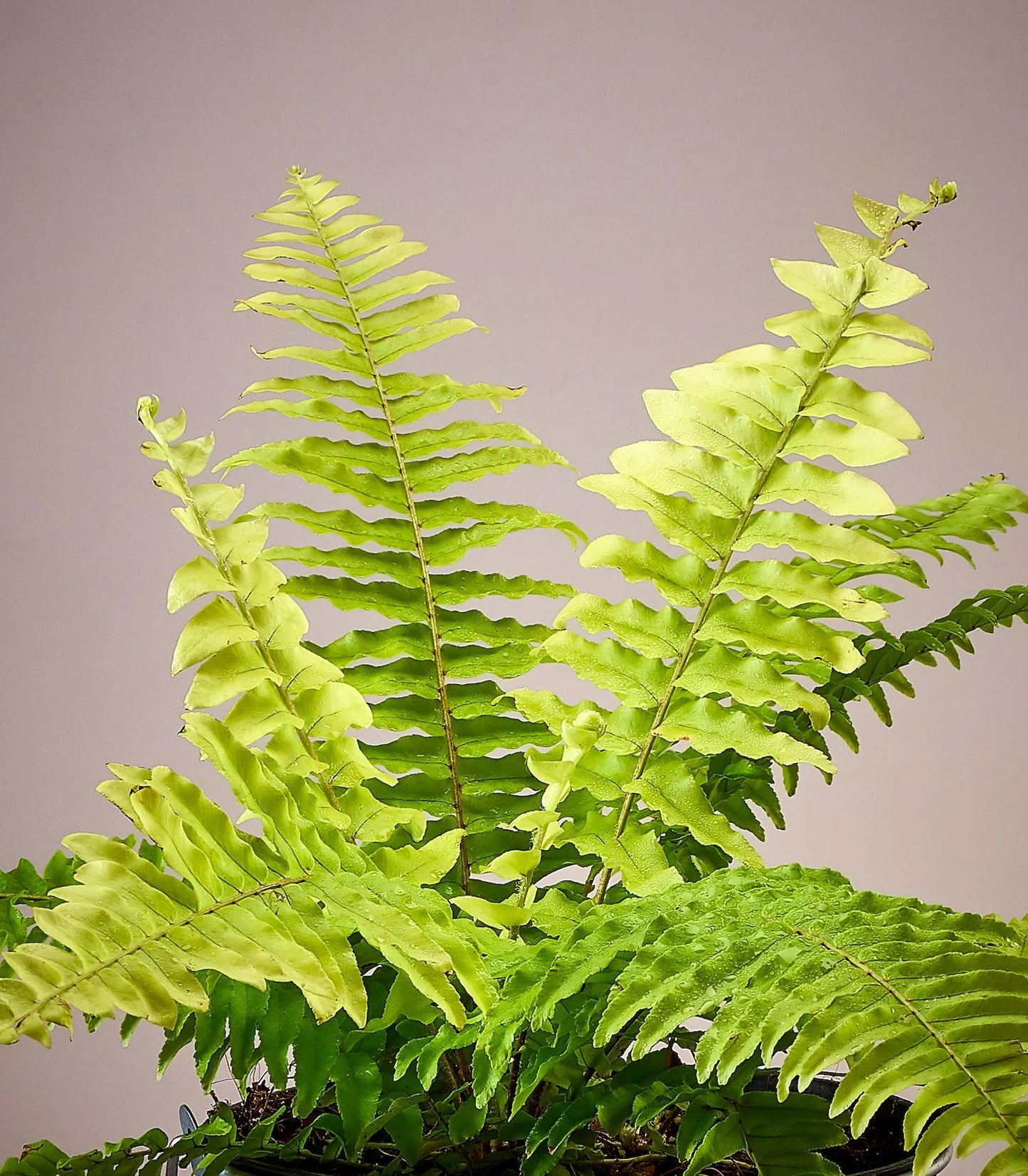 Golden Fern Plant