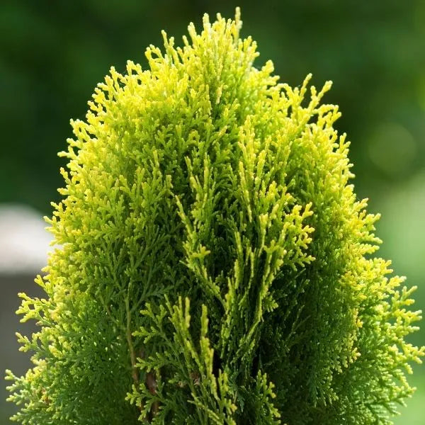 Golden thuja plant
