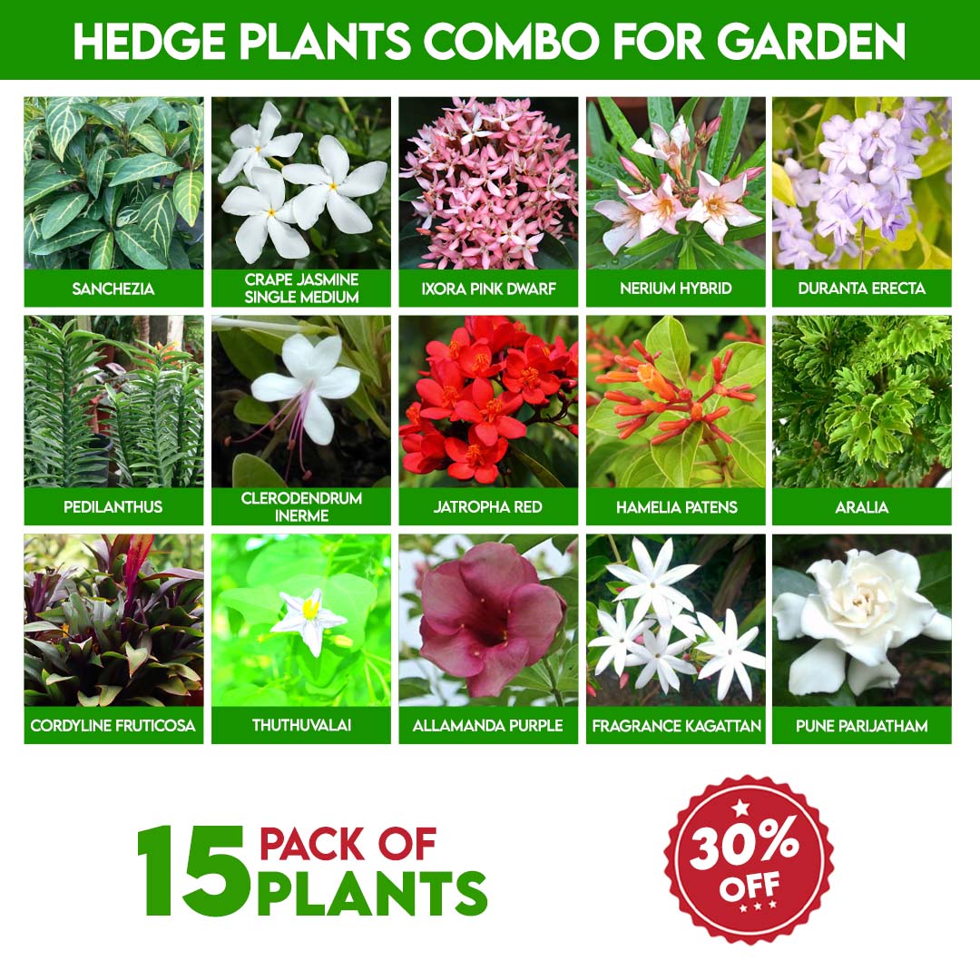 Hedge plants combo for Garden