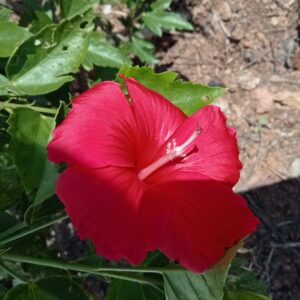 Hibiscus Hybrid Red