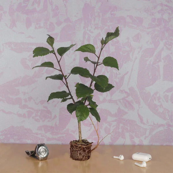 Hibiscus Pink Plant Double-Layered