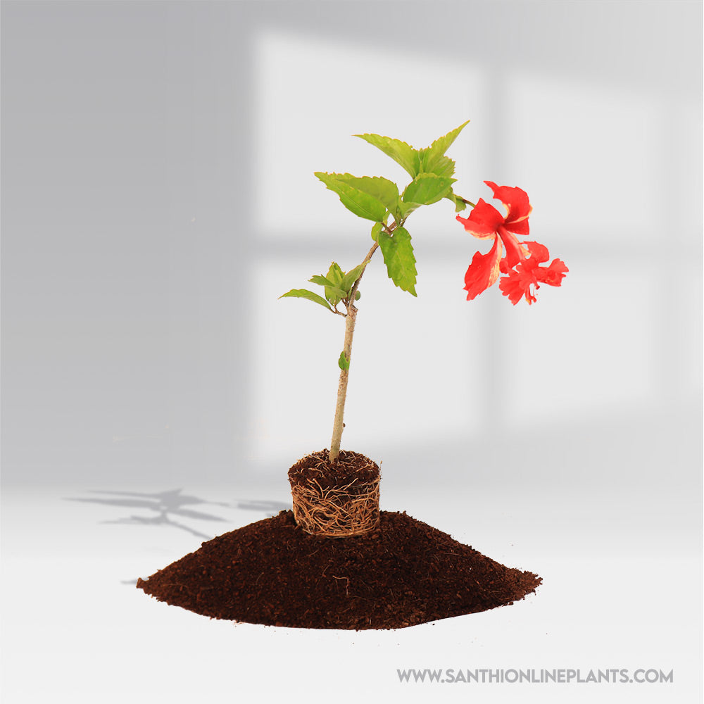 Hibiscus Red Two in One Color