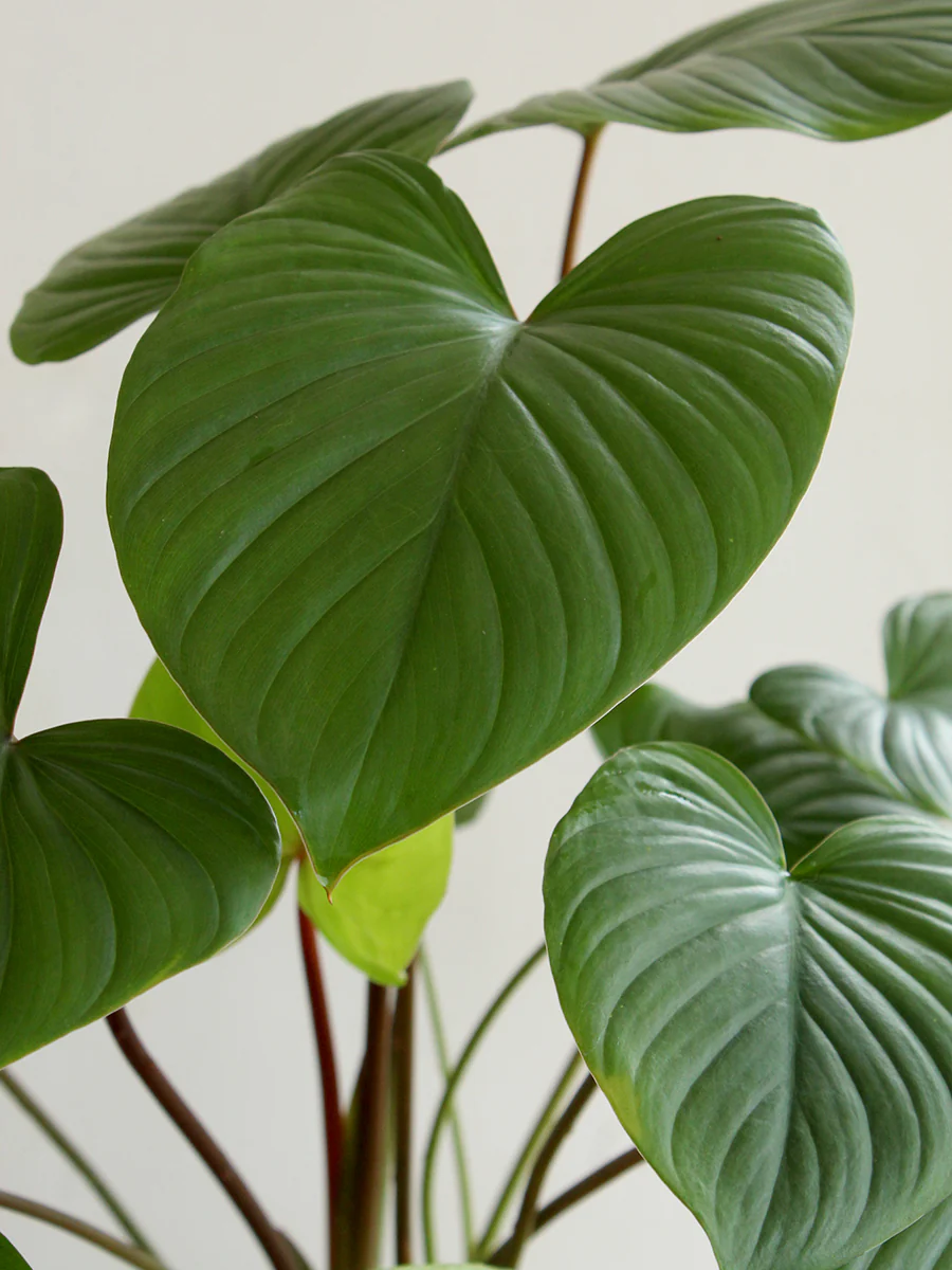homalomena maggy plant Homalomena Maggy – Santhi Online Plants
