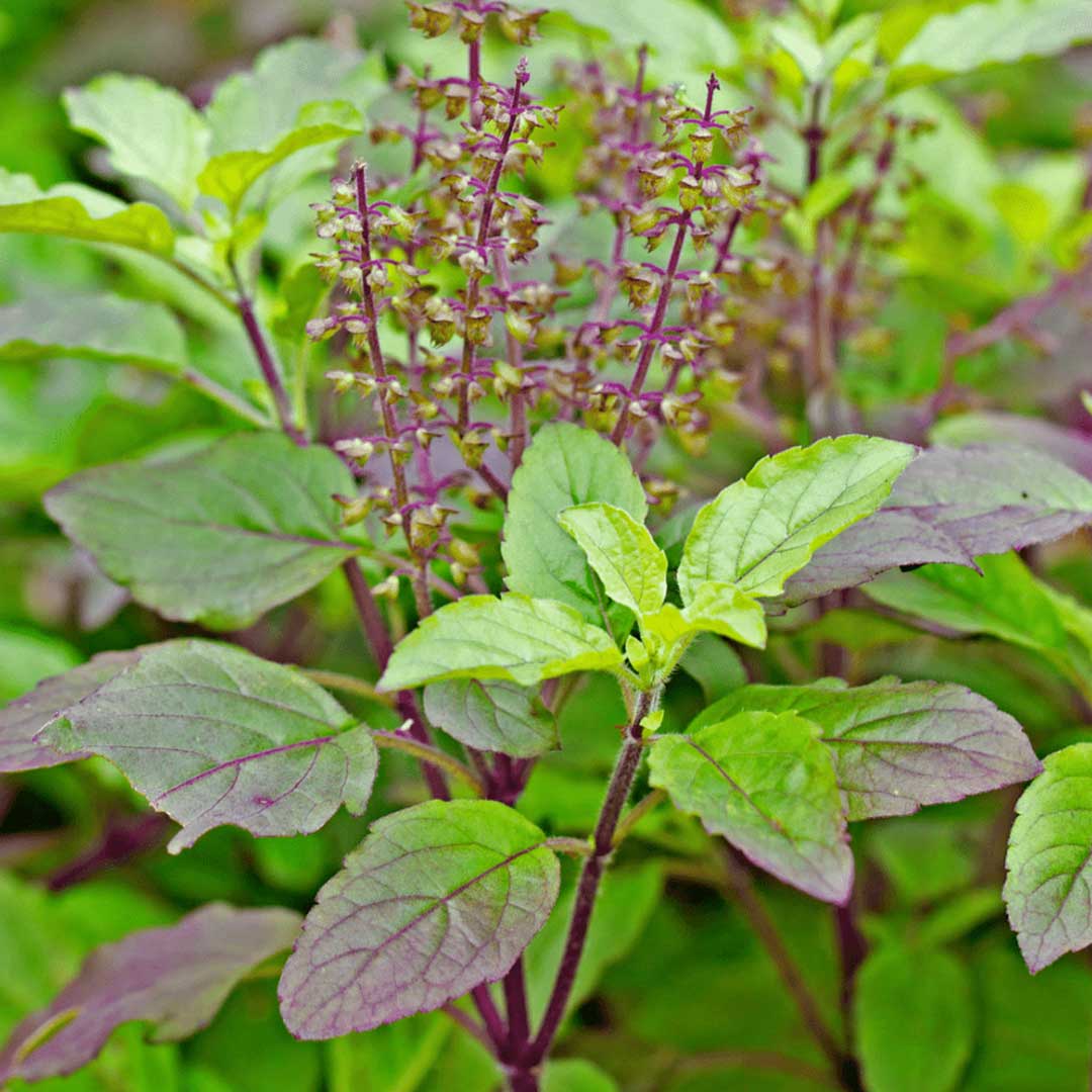 buy tulsi plant online Holy Basil Plant-krishna Tulsi plant – Santhi Online Plants