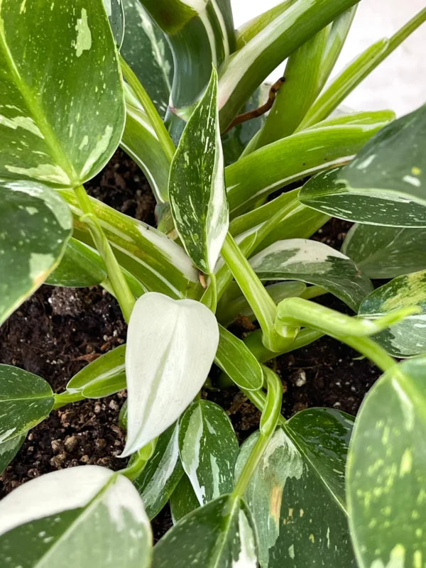 Philodendron White Princess