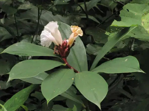 Costus speciosus