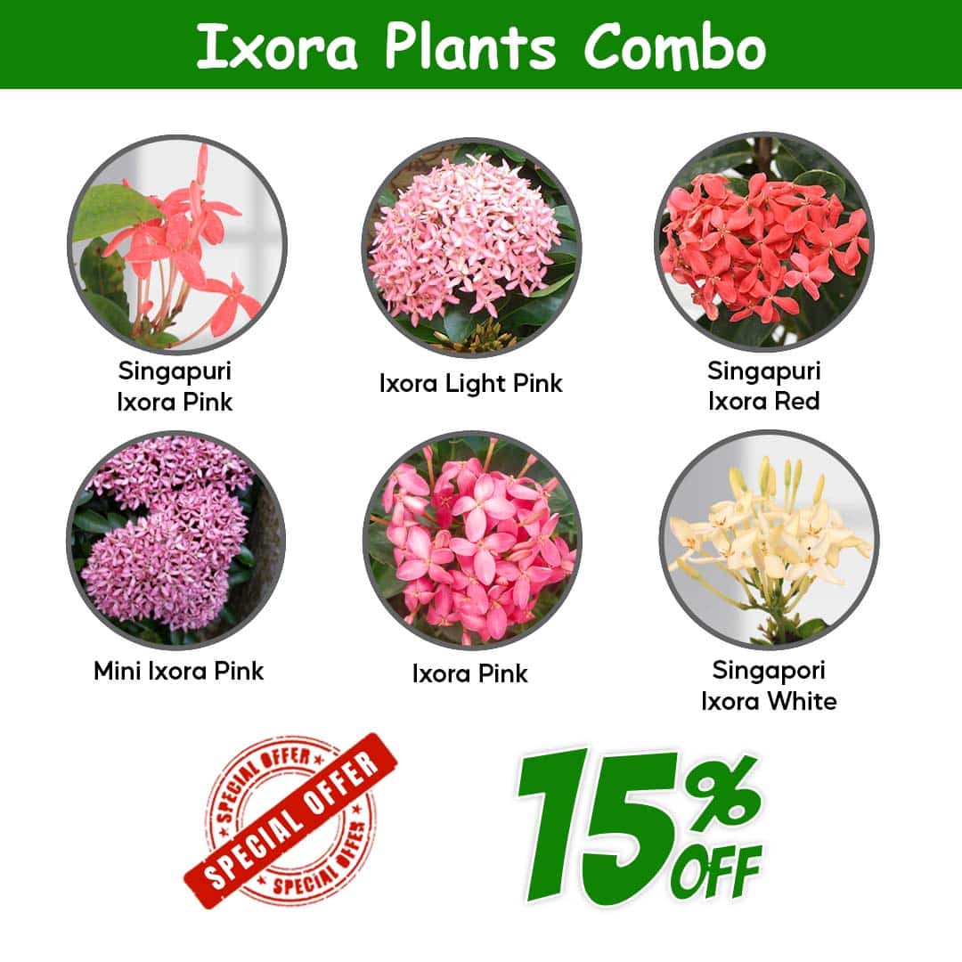 Pack of 12 Ixora Plants Combo