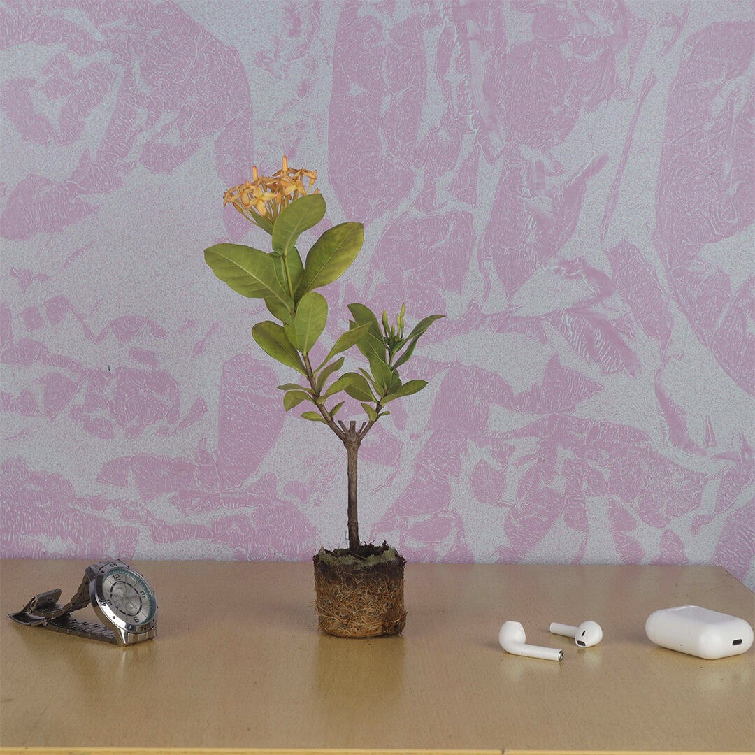 Ixora Sandal Plant