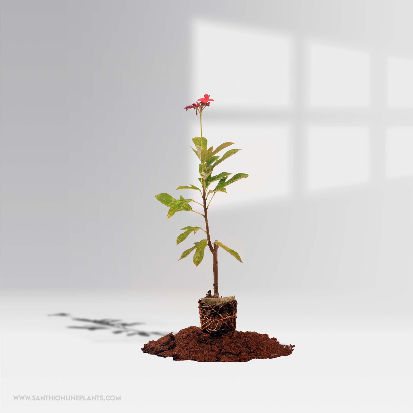 Jatropha Red Variegated