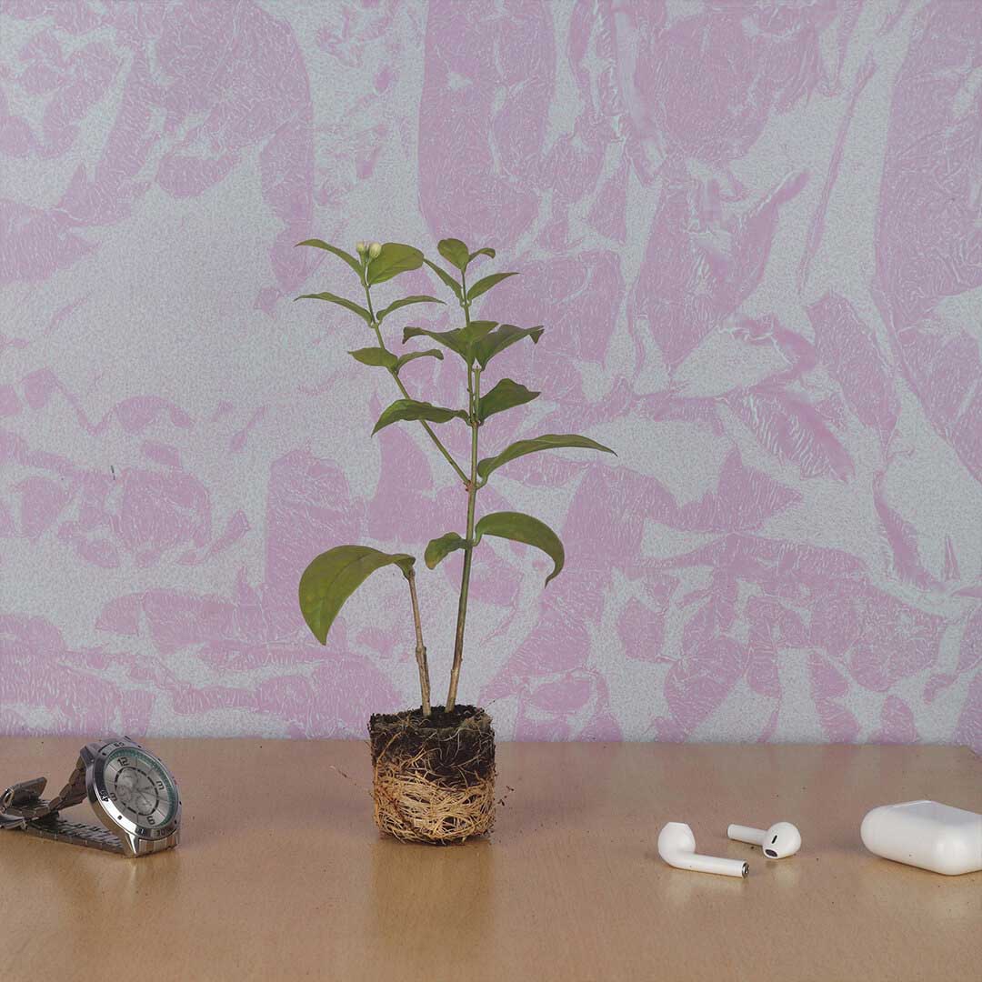 Jasmine Flower : Beautiful Kodai Malli Plant