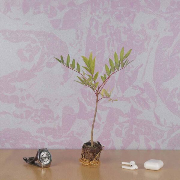 Lakshmi tree-Simarouba Glauca