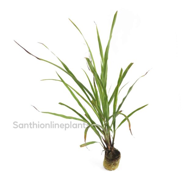 Lemon grass-Cymbopogon citratus