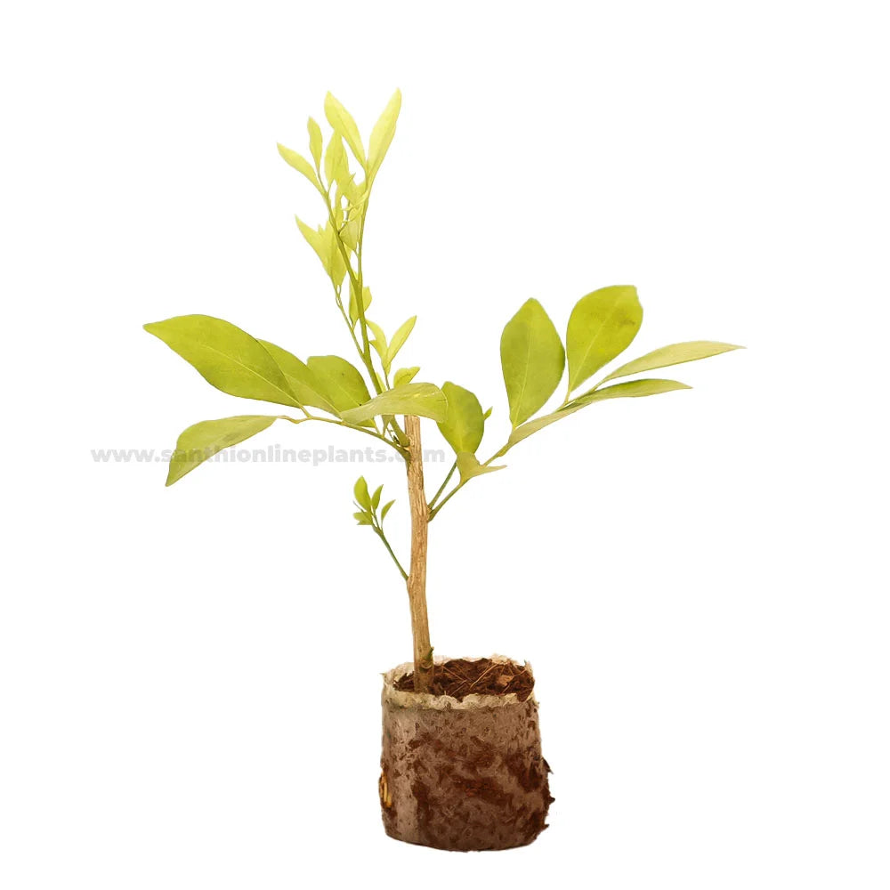 Orange Jessamine-Fragrance Flower Plant