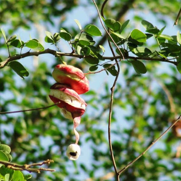 Madras Thorn Plant (Kodukka Puli)