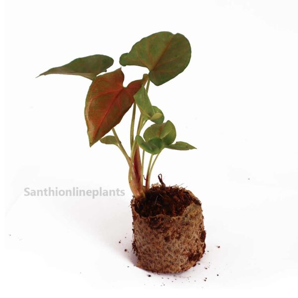 Syngonium Maria Allusion plant