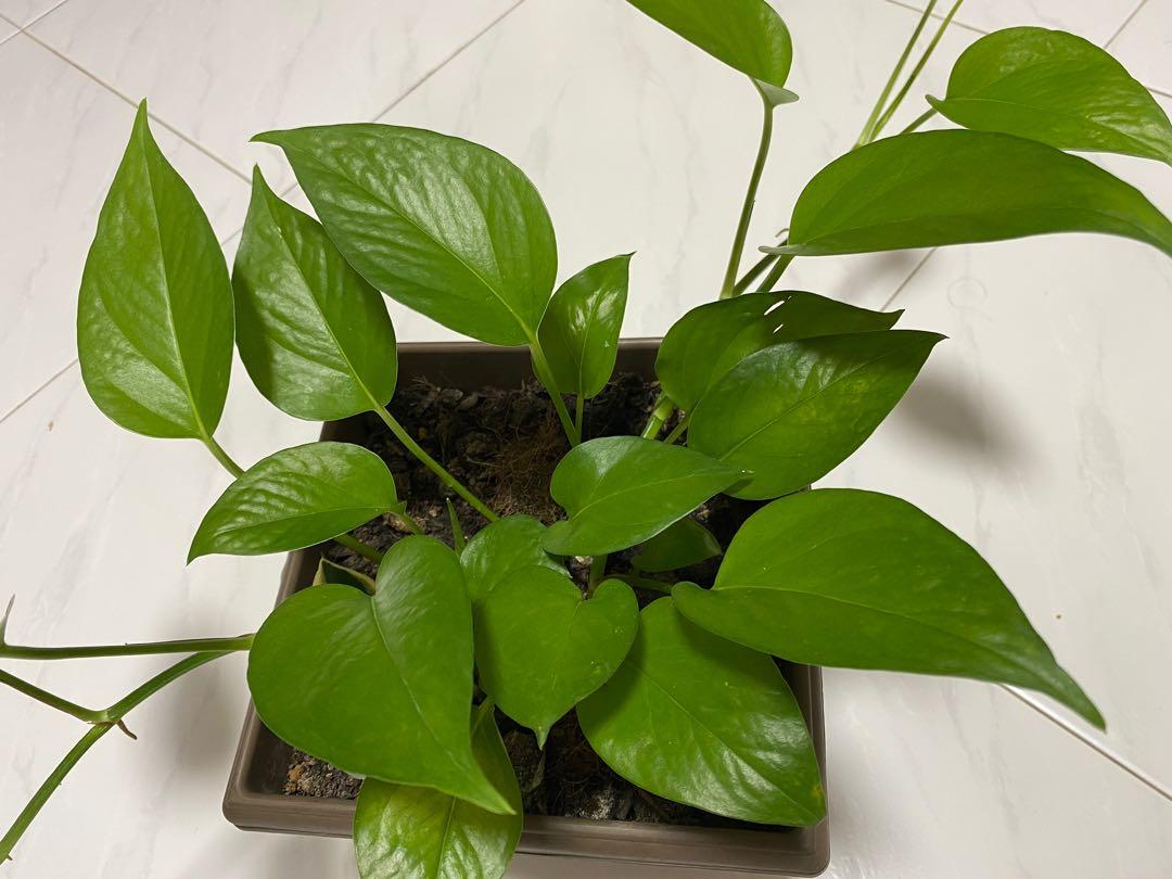 indian money plant images Money Plant – Santhi Online Plants