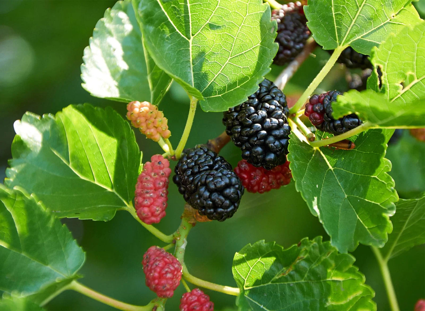 Mulberry fruit Plant