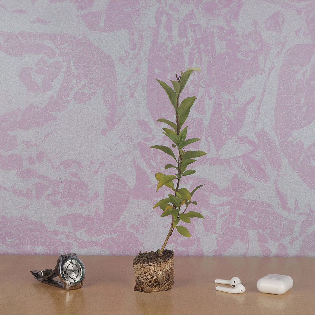 Mussaenda Yellow Mini