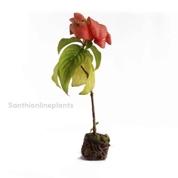 Mussaenda Pink Plant